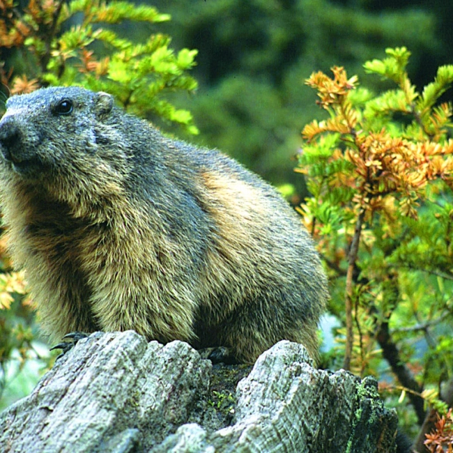 Marmotte | Parc Animalier Des Pyrénées