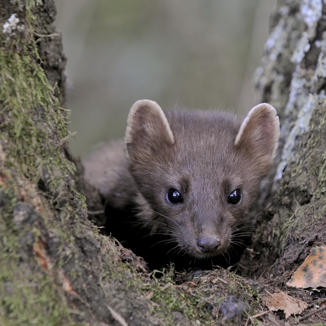 Martre - Parc Animalier des Pyrénées