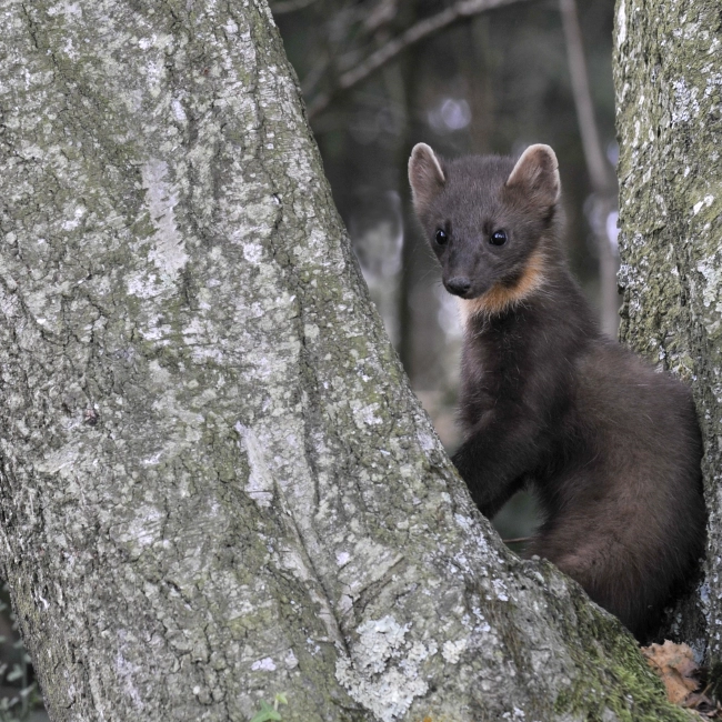 Martre - Parc Animalier des Pyrénées