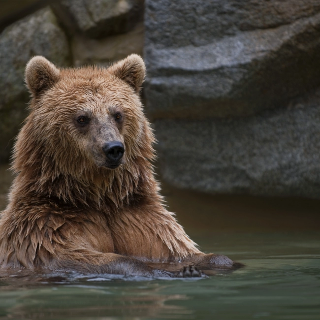 Ours Brun | Parc Animalier Des Pyrénées