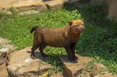 Chien des Buissons - Parc Animalier des Pyrénées