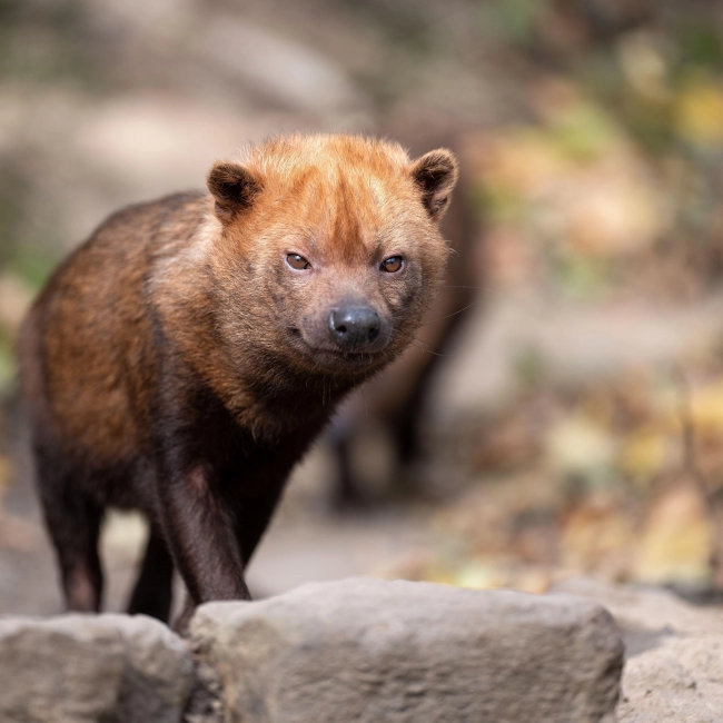 Chien des Buissons - Parc Animalier des Pyrénées