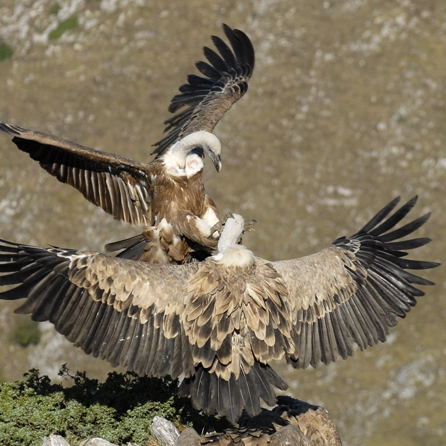 Le Vautour Fauve - Parc Animalier des Pyrénées