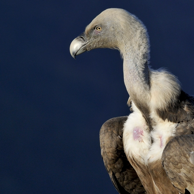 Le Vautour Fauve - Parc Animalier des Pyrénées