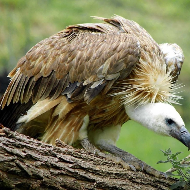 Le Vautour Fauve - Parc Animalier des Pyrénées