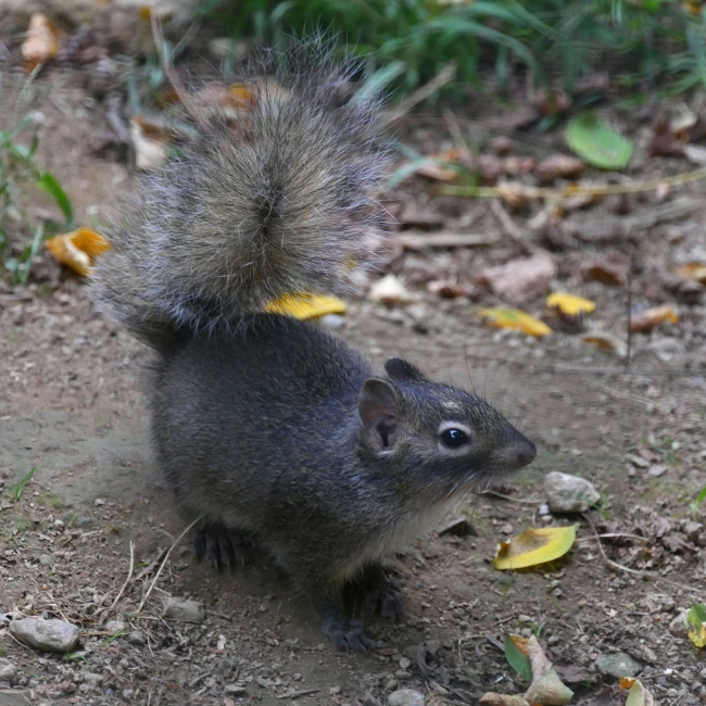 Ecureuil des Rochers du Père David