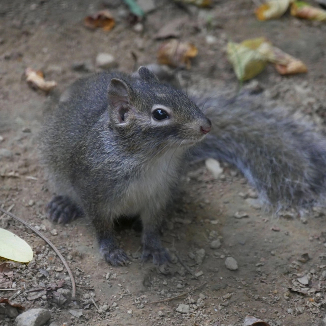 Ecureuil des Rochers du Père David
