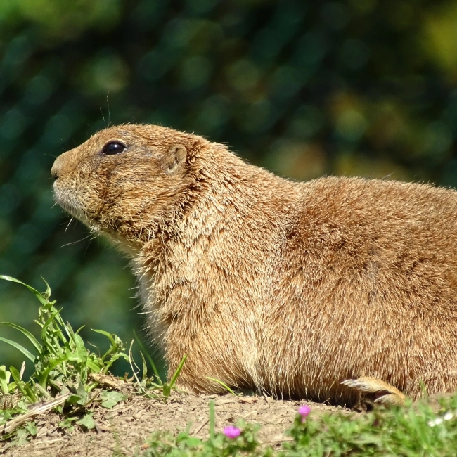 Chien De Prairie À Queue Noire | Parc Animalier des Pyrénées