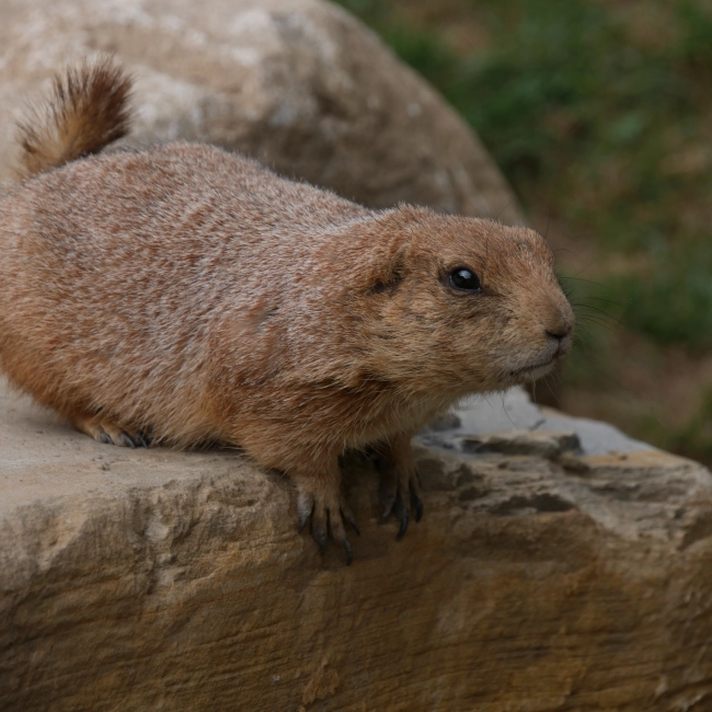 Chien De Prairie À Queue Noire | Parc Animalier des Pyrénées