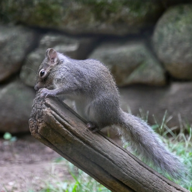 Ecureuil des Rochers du Père David