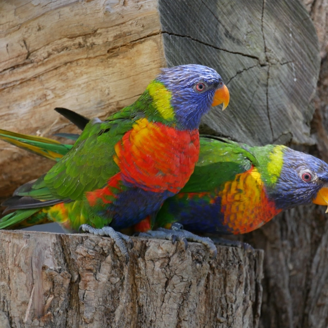 Loriquet Arc-en-Ciel | Parc Animalier des Pyrénées
