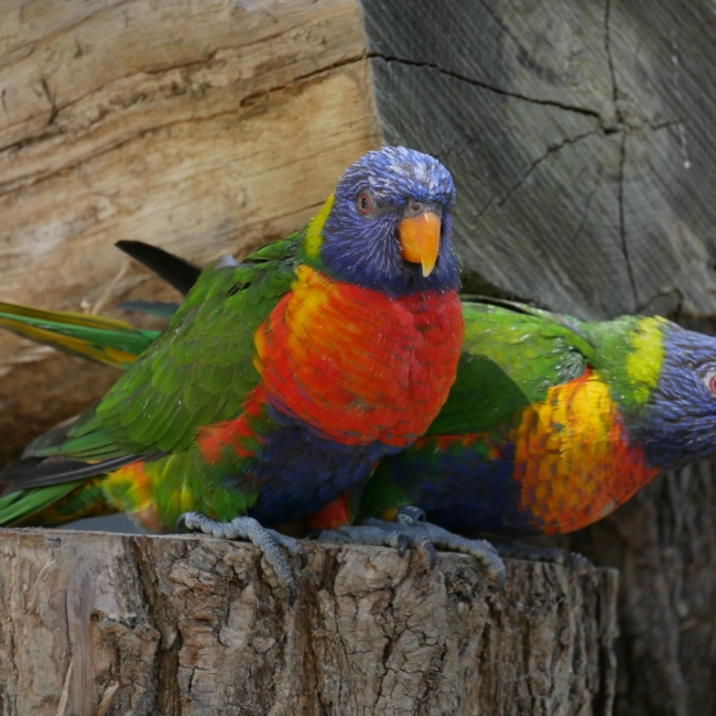 Loriquet Arc-en-Ciel | Parc Animalier des Pyrénées