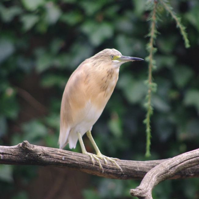 Crabier Chevelu | Parc Animalier des Pyrénées
