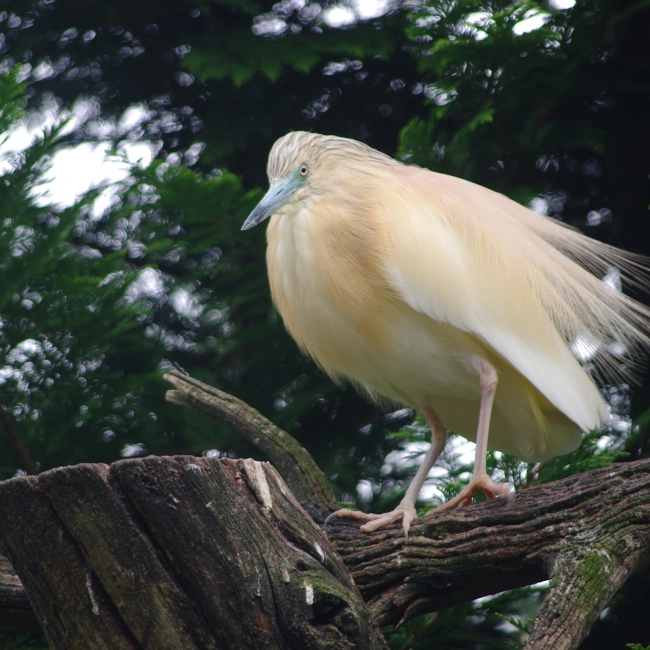 Crabier Chevelu | Parc Animalier des Pyrénées