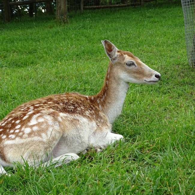 Daim | Parc Animalier des Pyrénées