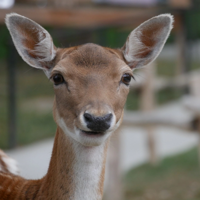 Daim | Parc Animalier des Pyrénées