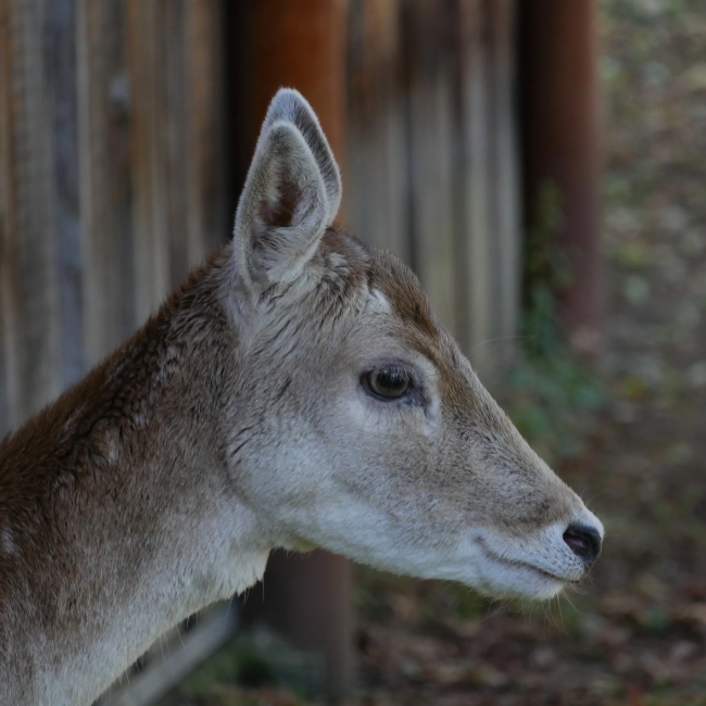 Daim | Parc Animalier des Pyrénées