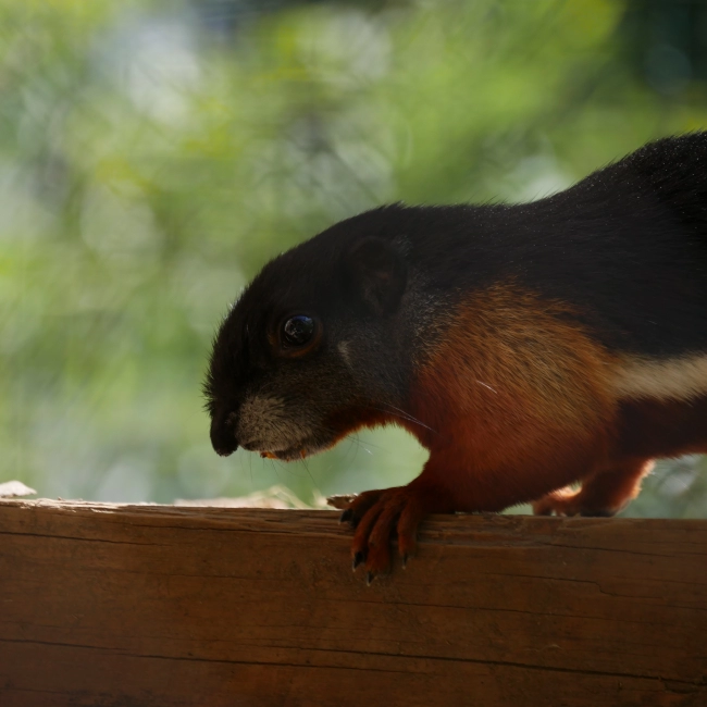 Écureuil de Prévost | Parc Animalier des Pyrénées