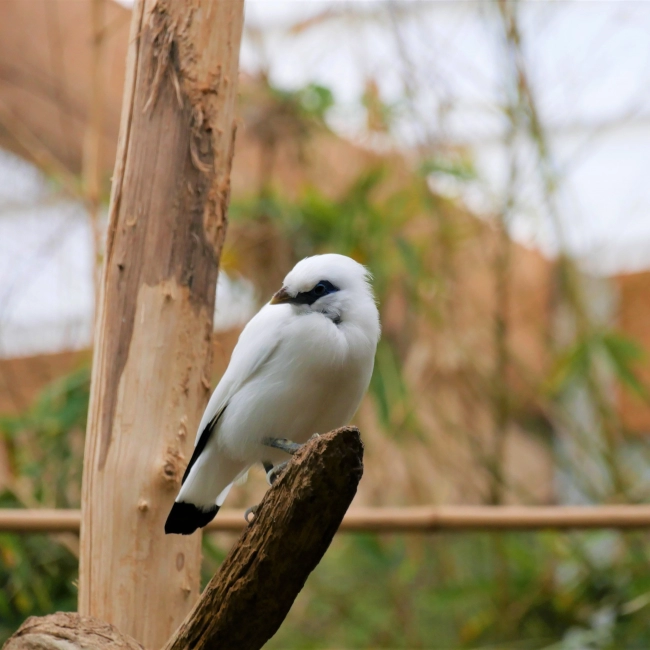 Étourneau de Bali | Parc Animalier des Pyrénées