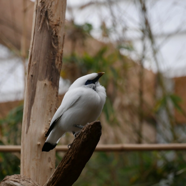 Étourneau de Bali | Parc Animalier des Pyrénées