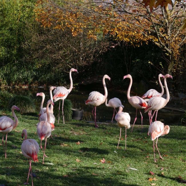 Flamant Rose | Parc Animalier des Pyrénées