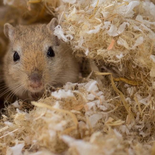 Gerbille | Parc Animalier des Pyrénées