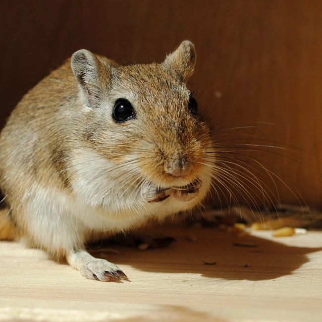 Gerbille | Parc Animalier des Pyrénées