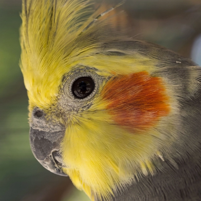 Calopsitte Élégante | Parc Animalier des Pyrénées