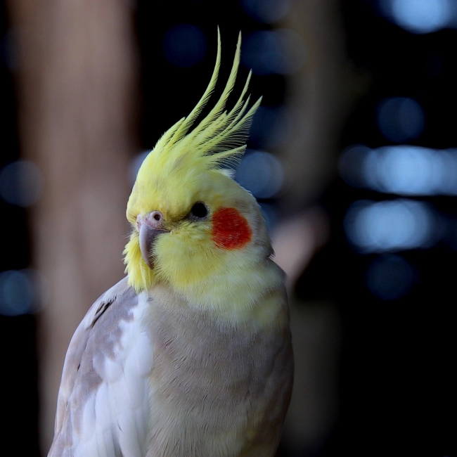 Calopsitte Élégante | Parc Animalier des Pyrénées