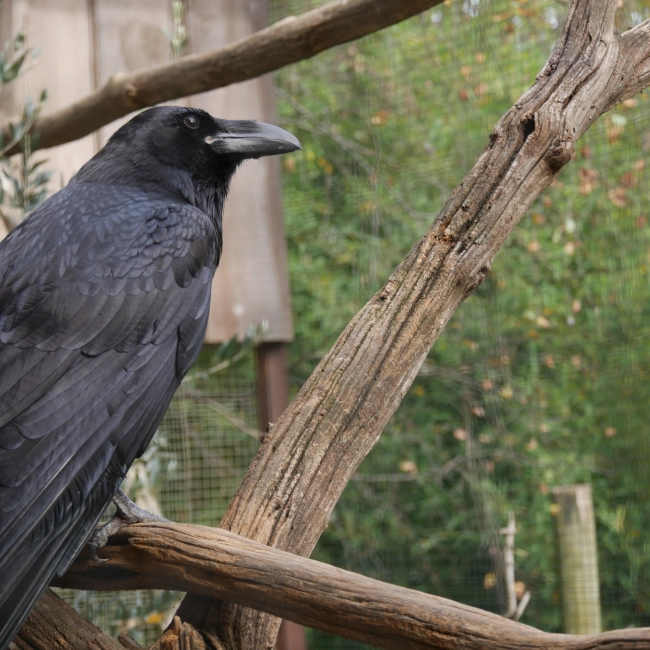 Grand Corbeau | Parc Animalier des Pyrénées