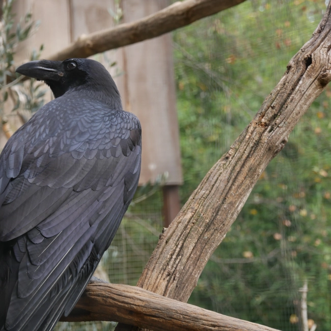 Grand Corbeau | Parc Animalier des Pyrénées