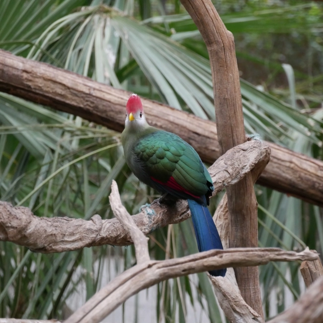  Le Touraco Pauline - Parc Animalier des Pyrénées