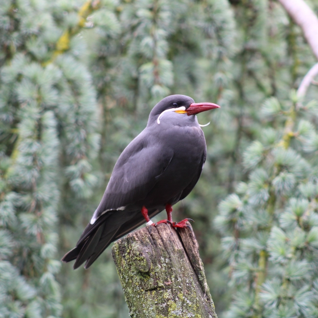Sterne Inca - Parc Animalier des Pyrénées