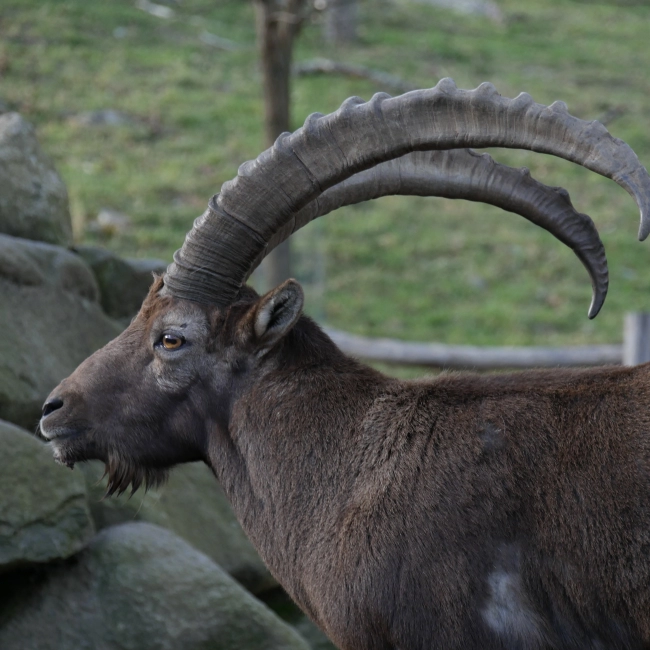 Bouquetin des Alpes | Parc Animalier des Pyrénées
