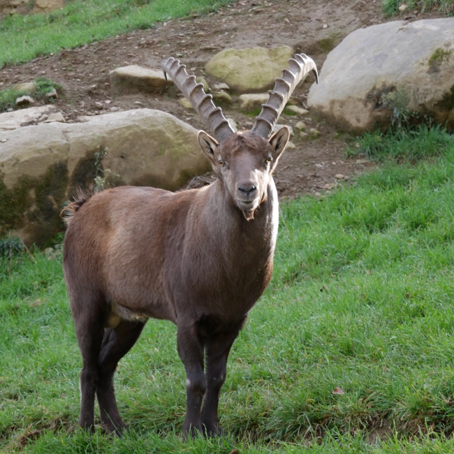 Bouquetin des Alpes | Parc Animalier des Pyrénées