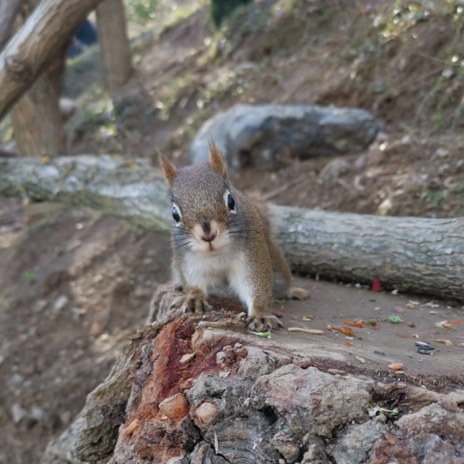 Ecureuil de Hudson - Parc Animalier des Pyrénées