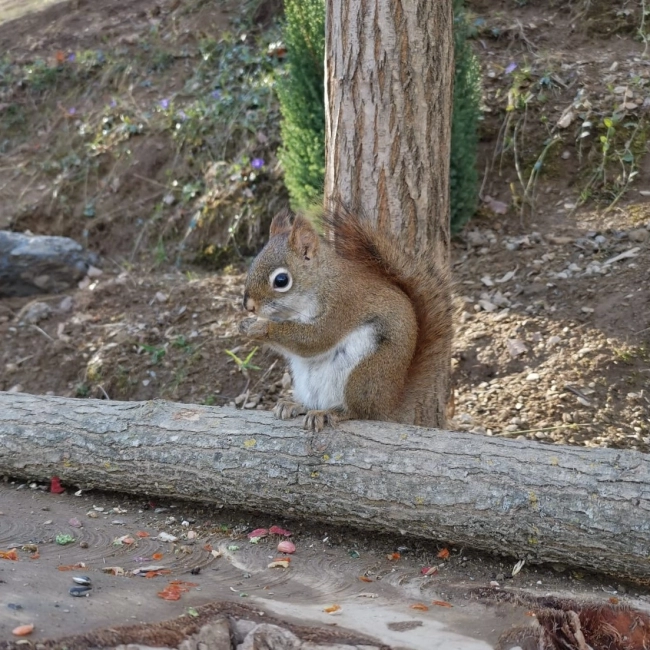 Ecureuil de Hudson - Parc Animalier des Pyrénées