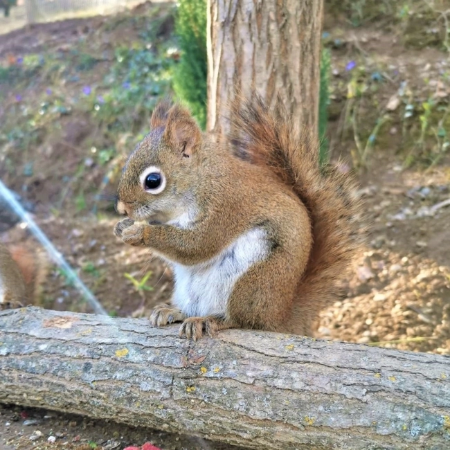 Ecureuil de Hudson - Parc Animalier des Pyrénées