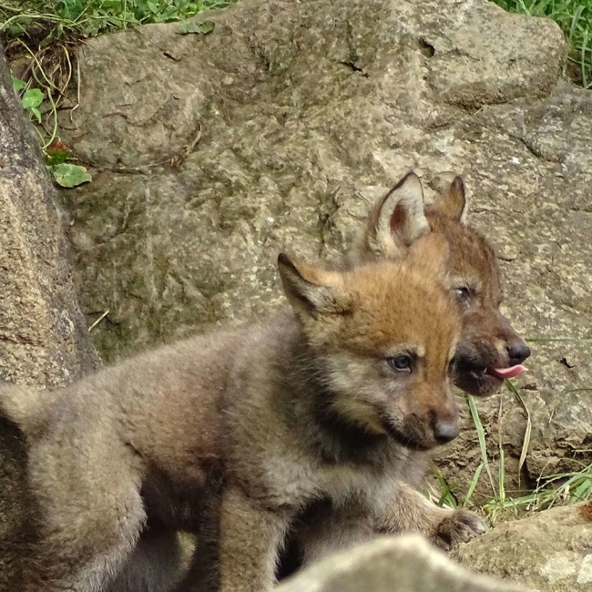 3 louveteaux gris sont nés !