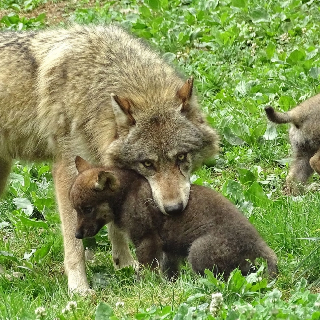 3 louveteaux gris sont nés !