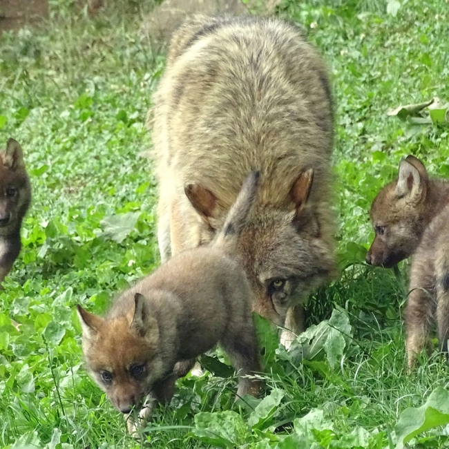 3 louveteaux gris sont nés !