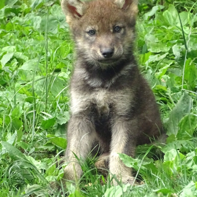 3 louveteaux gris sont nés !