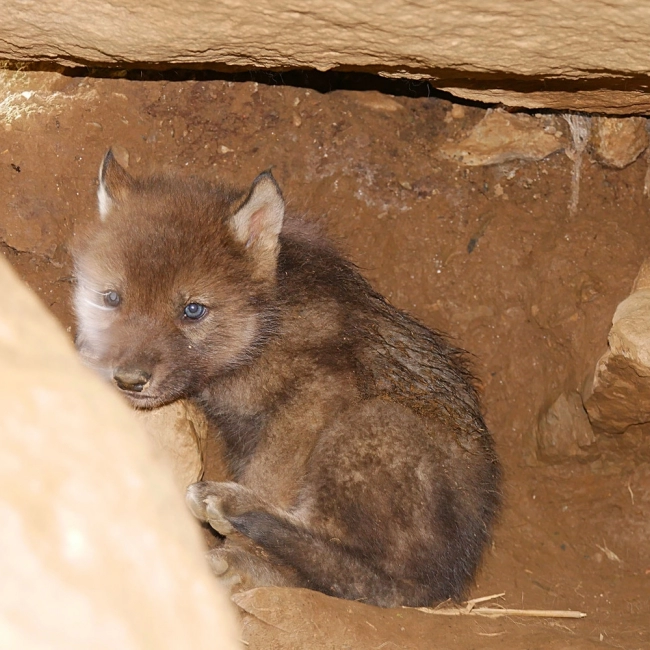 3 louveteaux gris sont nés !