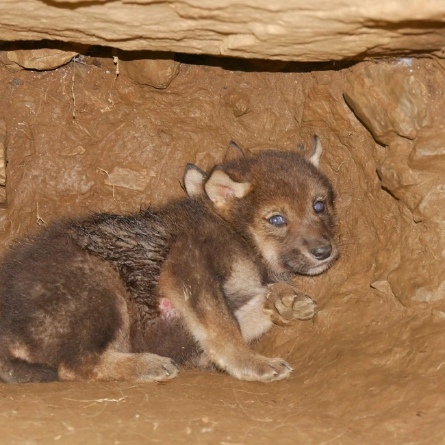 3 louveteaux gris sont nés !