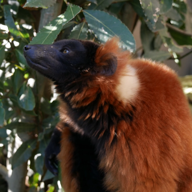 Le Vari Roux - Parc Animalier des Pyrénées
