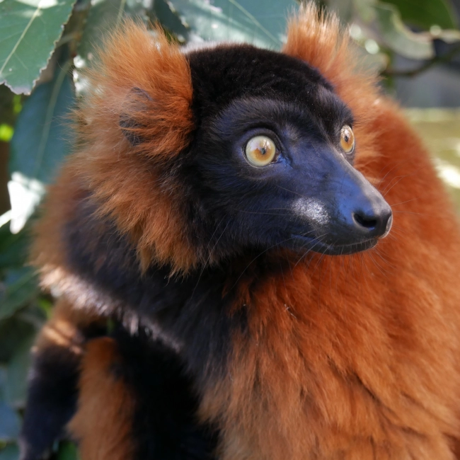 Le Vari Roux - Parc Animalier des Pyrénées