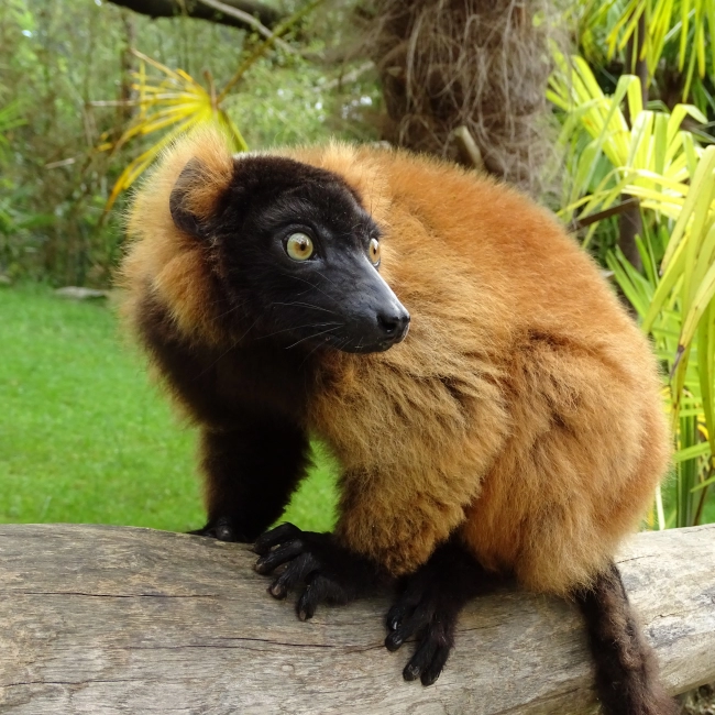 Le Vari Roux - Parc Animalier des Pyrénées