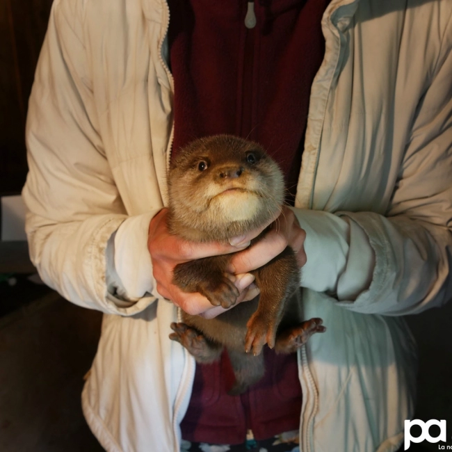 2 loutrons sont nés !