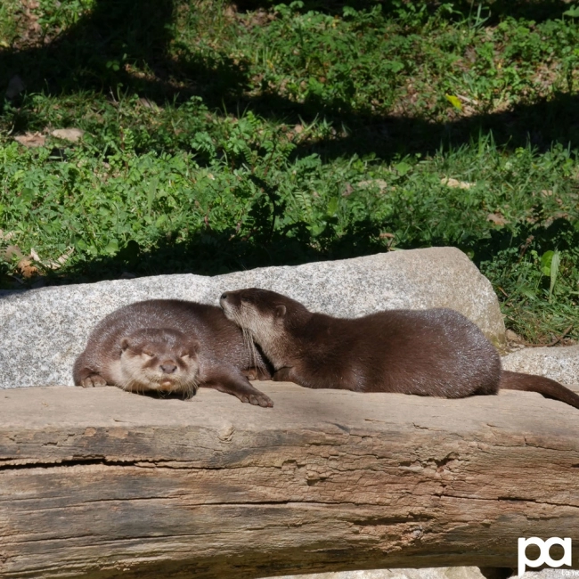 2 loutrons sont nés !