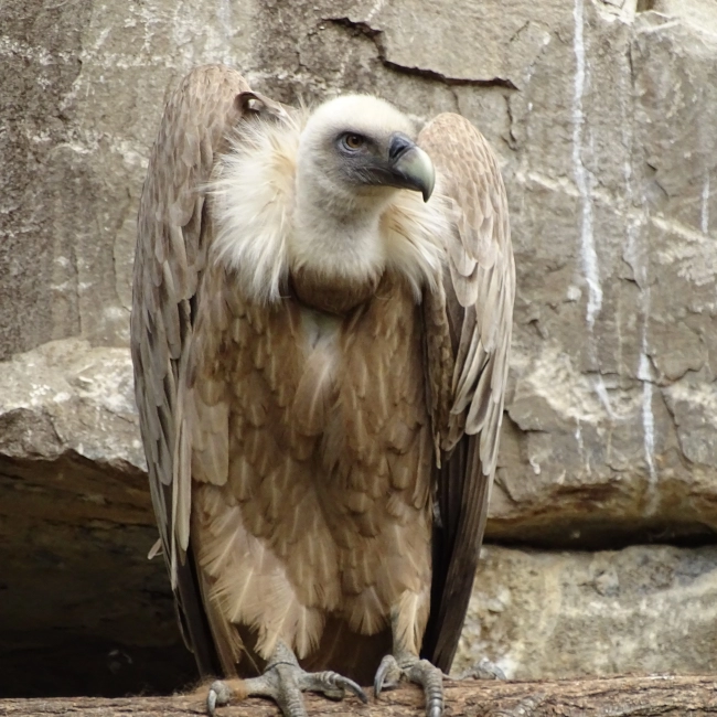 Le Vautour Fauve - Parc Animalier des Pyrénées